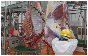 養(yǎng)殖畜牧業(yè)屠宰車間 養(yǎng)殖畜牧業(yè)屠宰車間